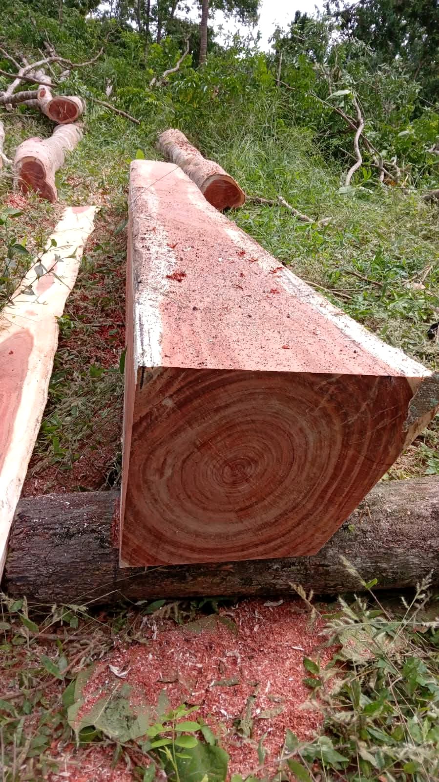 Sección de madera aserrada con veta visible