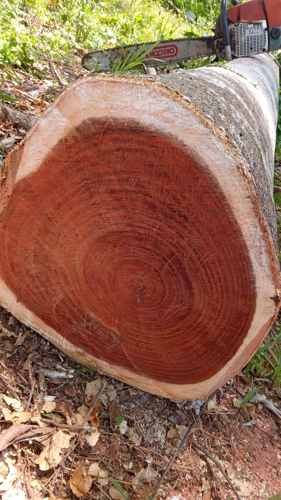 Corte de madera tropical en campo
