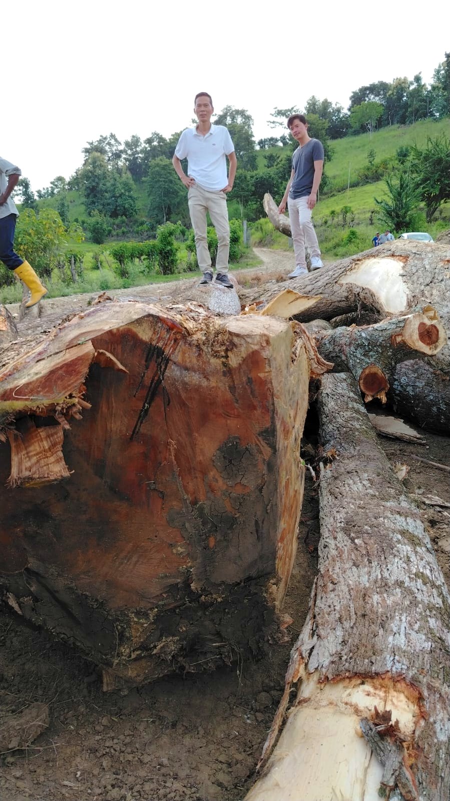 Equipo inspeccionando madera en campo